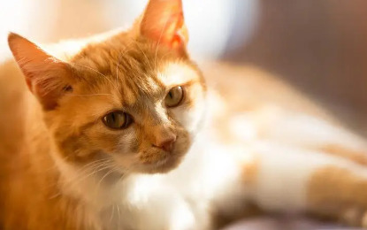 我一靠近我的猫咪就跑 我一靠近我的猫咪就跑