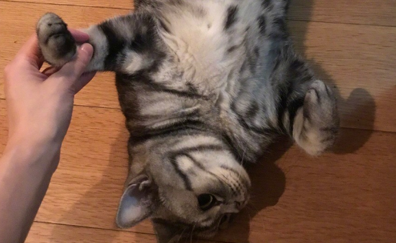 猫咖馆“撸猫”竟然被抓伤,后续是这样的... 猫咖馆“撸猫”竟然被抓伤,后续是这样的...