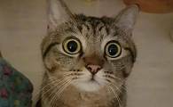 猫一直盯着你突然朝你扑过来