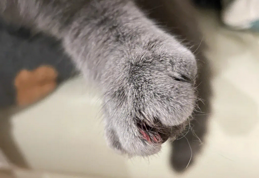 猫指甲断了流血怎样处理