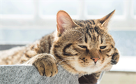 女人梦见猫求救是什么预兆