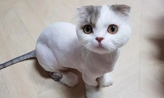 兽医再次劝告:这样养猫,等于“慢性杀猫”,请别做了! 兽医再次劝告:这样养猫,等于“慢性杀猫”,请别做了!