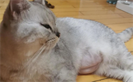 母猫知道自己怀孕了吗