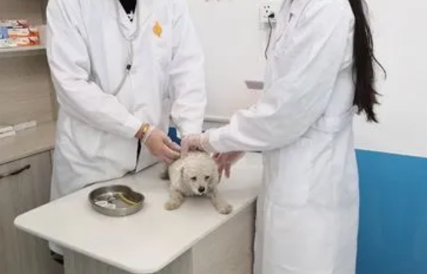 小马宠物医院在哪下载