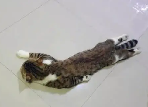 下班看到地上多了“一滩”东西,仔细一看是猫:这是化了吗? 下班看到地上多了“一滩”东西,仔细一看是猫:这是化了吗?