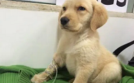 星期犬能救活吗