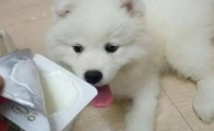人喝的酸奶能给狗喝吗