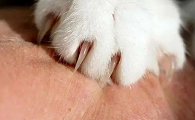 猫抓后多久算是安全了