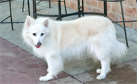 日本狐狸犬的寿命有多长
