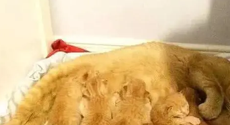 橘猫生了一窝小猫,主人一看顿时不好了,网友:要被吃穷了 橘猫生了一窝小猫,主人一看顿时不好了,网友:要被吃穷了