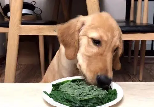 狗狗卡进自己的身体 狗狗卡进自己的身体