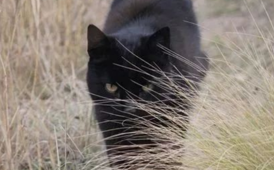 人死后不让猫靠近遗体 人死后不让猫靠近遗体
