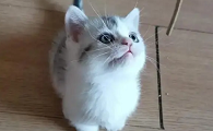 体型小长不大的猫