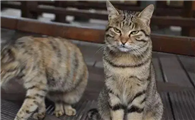 猫在道家是神
