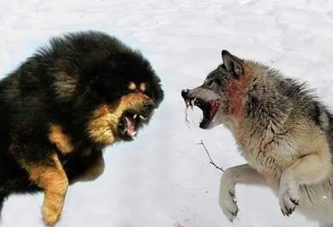 狗一胎生九个必定是狗中之王 狗一胎生九个必定是狗中之王