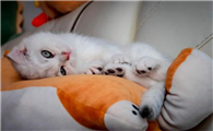 夏天猫睡什么窝