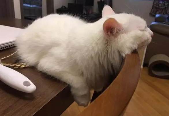 主人到家看到猫咪趴在那睡觉，可总觉得不对劲，再走近一看，笑喷