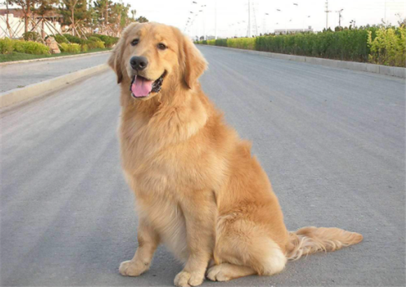 哪种大型犬适合家养
