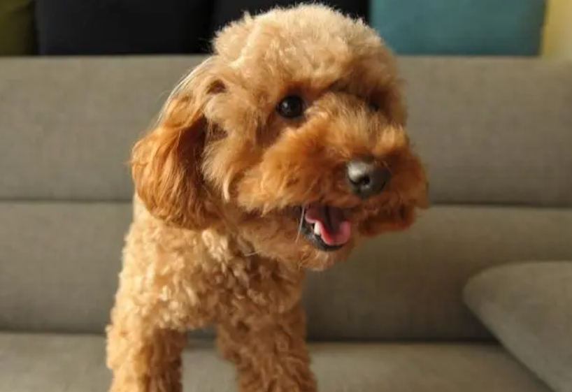 玩具贵宾犬头盖骨和口吻的比例