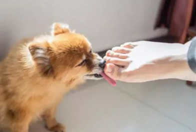 为什么小狗喜欢舔人脚