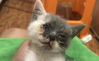 三个月的小猫感冒了吃什么药