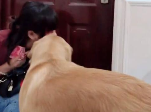 女主人要上班,金毛狗狗不让,金毛:不要上班了,以后我养你 女主人要上班,金毛狗狗不让,金毛:不要上班了,以后我养你