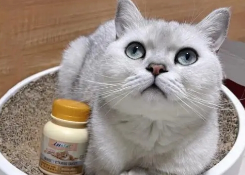 维生素b2对猫癣有用吗