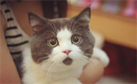 什么声音能吓到猫