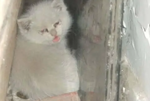 小猫躲在角落里,不肯出来,不吃不喝,最后发现了真相 小猫躲在角落里,不肯出来,不吃不喝,最后发现了真相