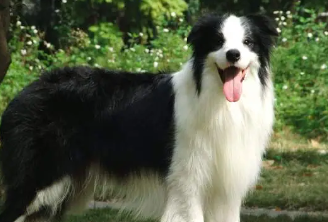 边境牧羊犬是大型犬吗？属于中型犬