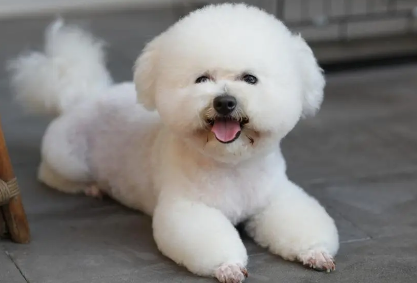 小熊犬是什么狗