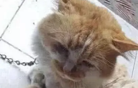 主人拿家里的猫咪练手,给小橘猫剃了个毛,剃完后顿时不淡定了 主人拿家里的猫咪练手,给小橘猫剃了个毛,剃完后顿时不淡定了