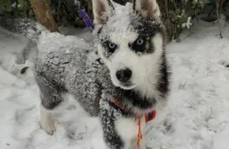 南方狗狗第一次玩雪,兴奋地大喊大叫,主人顿时笑喷了 南方狗狗第一次玩雪,兴奋地大喊大叫,主人顿时笑喷了