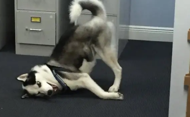 流浪哈士奇上岗做警犬,警察:我们就是看中它傻 流浪哈士奇上岗做警犬,警察:我们就是看中它傻