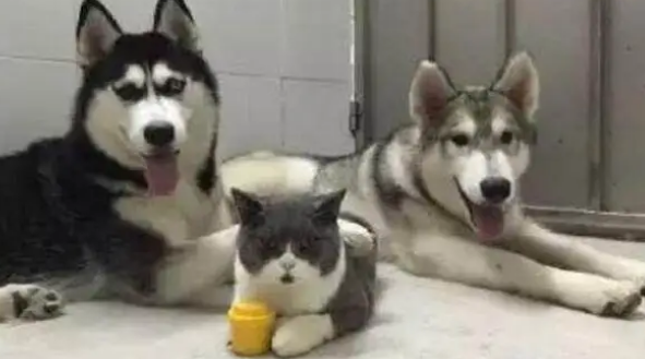 两只哈士奇收养一只猫咪,贴心照顾它本年,性格发生巨大变化 两只哈士奇收养一只猫咪,贴心照顾它本年,性格发生巨大变化