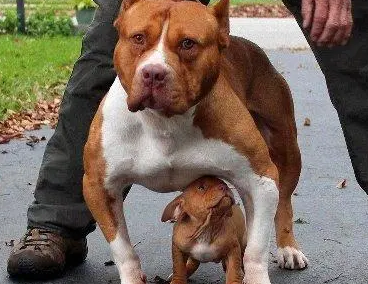 恶霸和斗牛犬有区别么