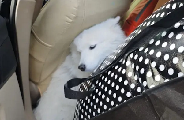 回老家过年车上塞满了行李,还是留了个空位给萨摩耶!狗:挤并幸福着! 回老家过年车上塞满了行李,还是留了个空位给萨摩耶!狗:挤并幸福着!