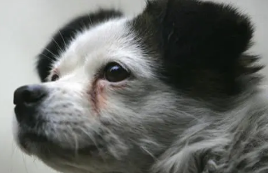 狗有泪痕什么原因