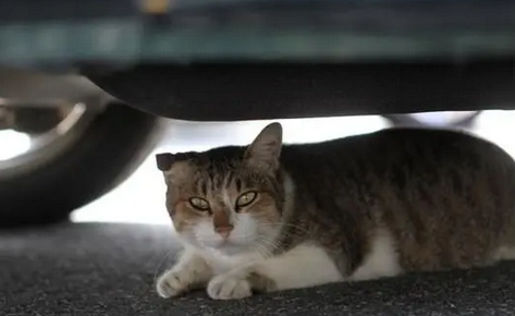 猫在客车底下会闷死吗 猫在客车底下会闷死吗