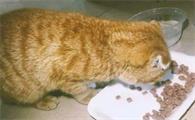 新猫到家不吃不喝几天内正常