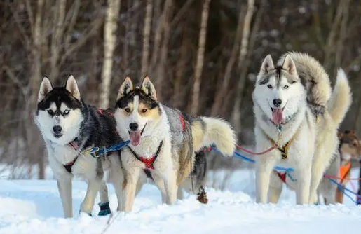 四大雪橇犬有几种建议