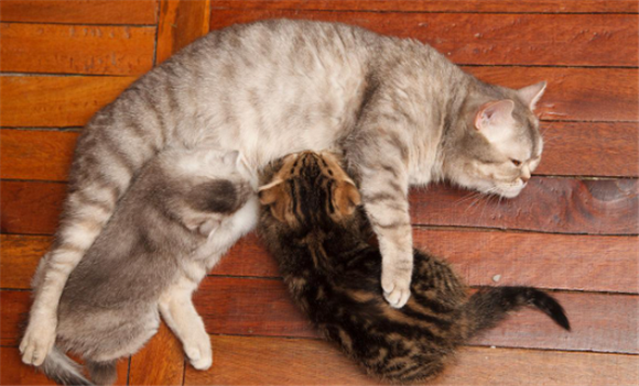 小猫吃奶母猫一直喘气