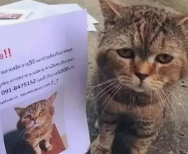 如何找猫最有效
