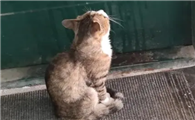 陌生猫蹲在家门口预示