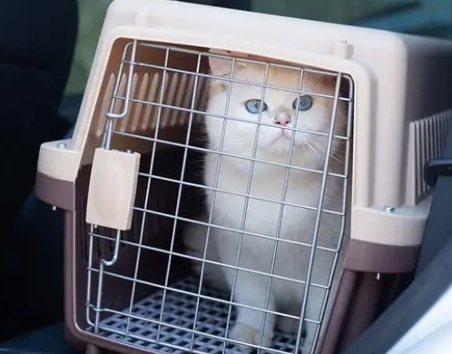 托运猫咪要多少钱