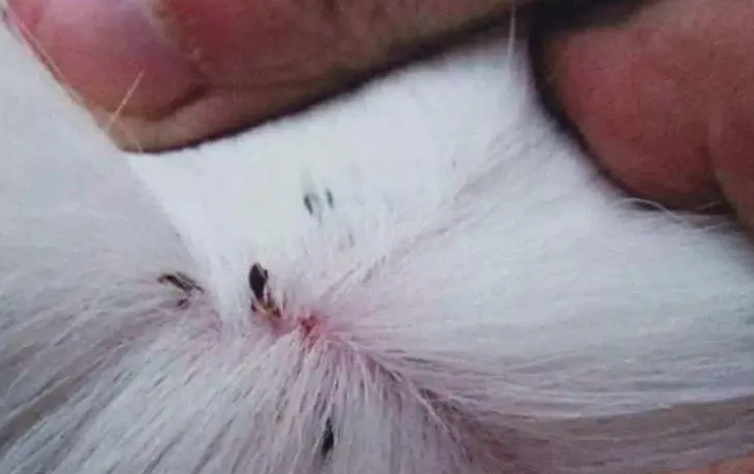 猫长跳蚤怎么可以彻底去除