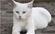 全身雪白的猫是什么品种