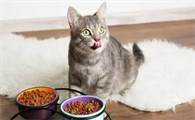 喵喵是个猫