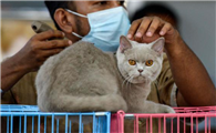 印星猫有什么好处