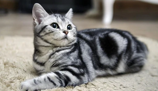 外来种短毛猫好养吗